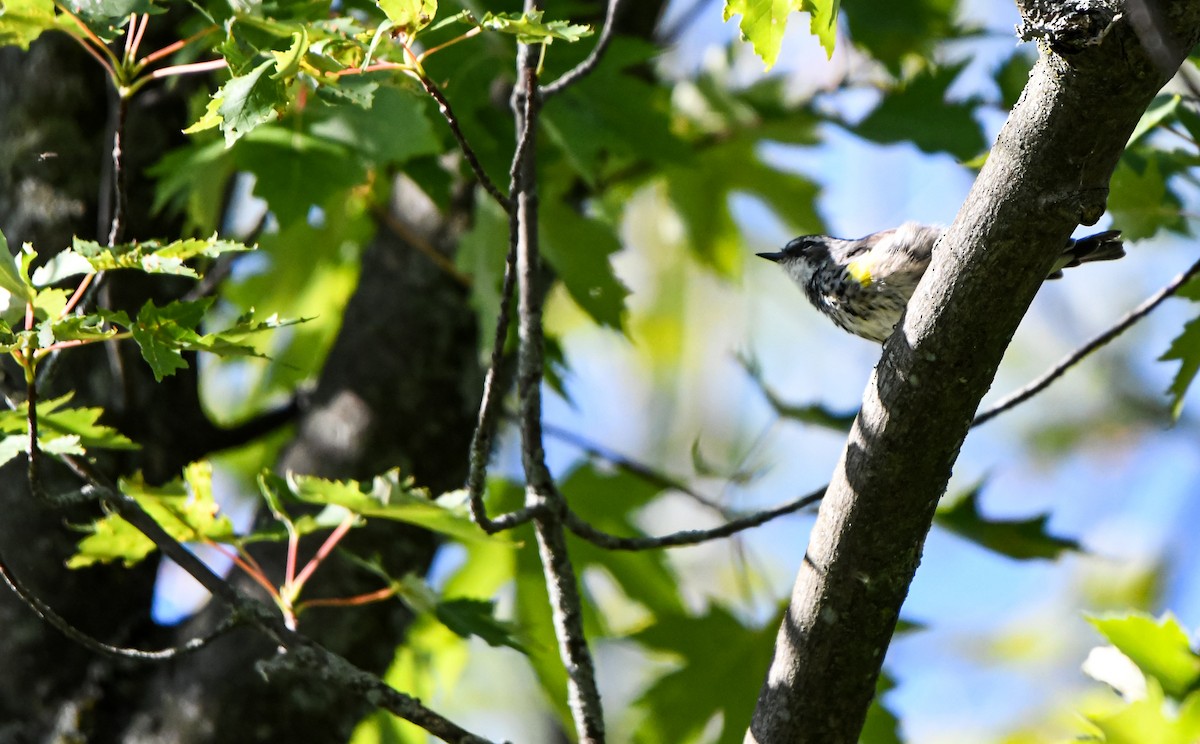 Yellow-rumped Warbler - ML640632078
