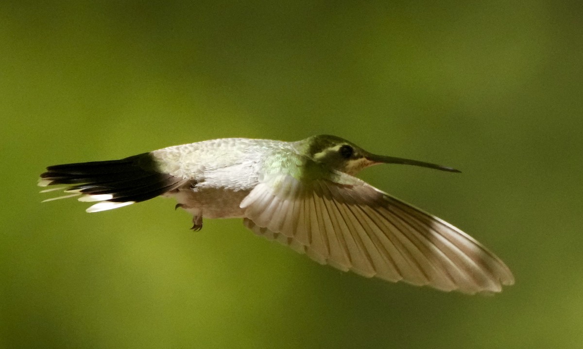 Rivoli's Hummingbird - ML640632082