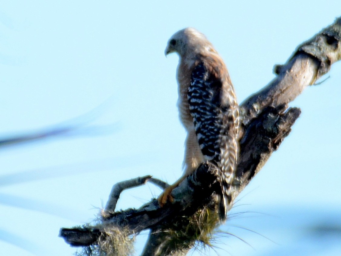 Red-shouldered Hawk - ML640632087