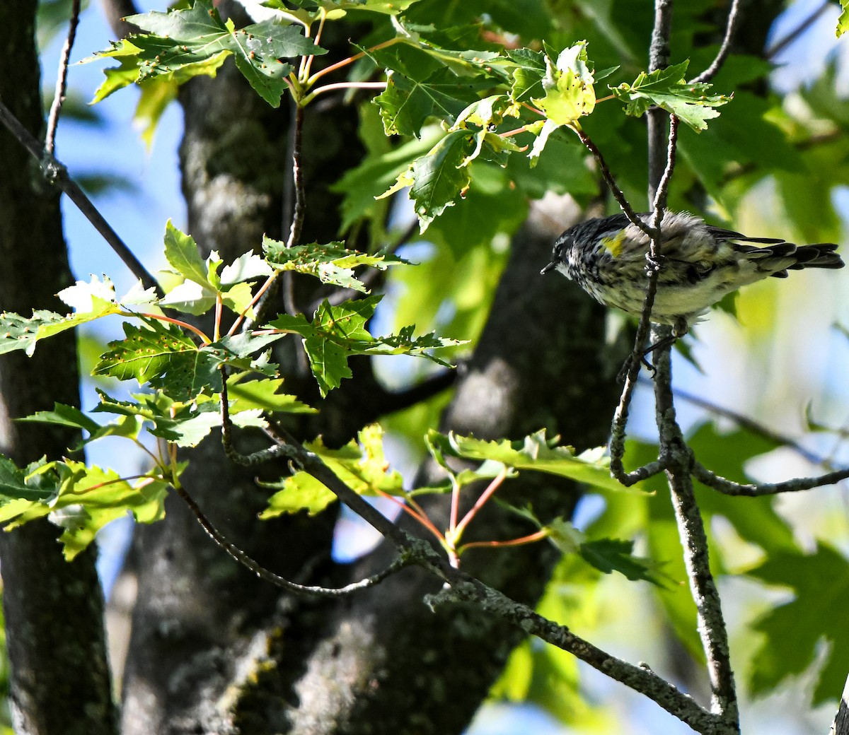 Yellow-rumped Warbler - ML640632089
