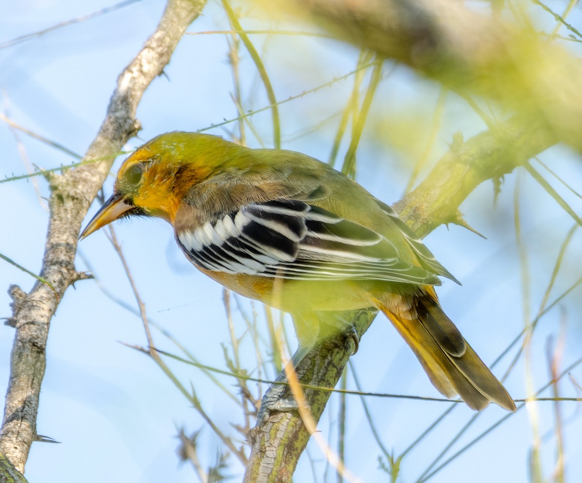 Bullock's Oriole - ML640632092