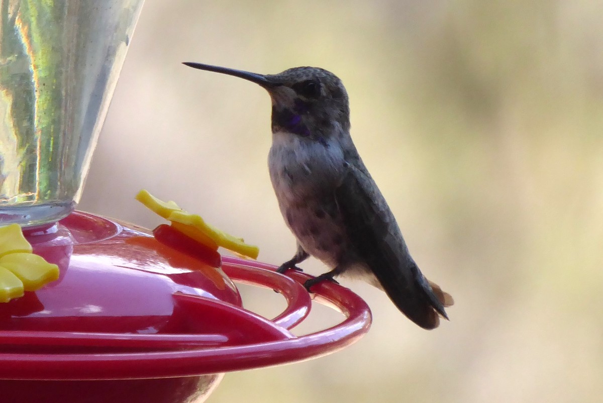 Costa's Hummingbird - ML640632097