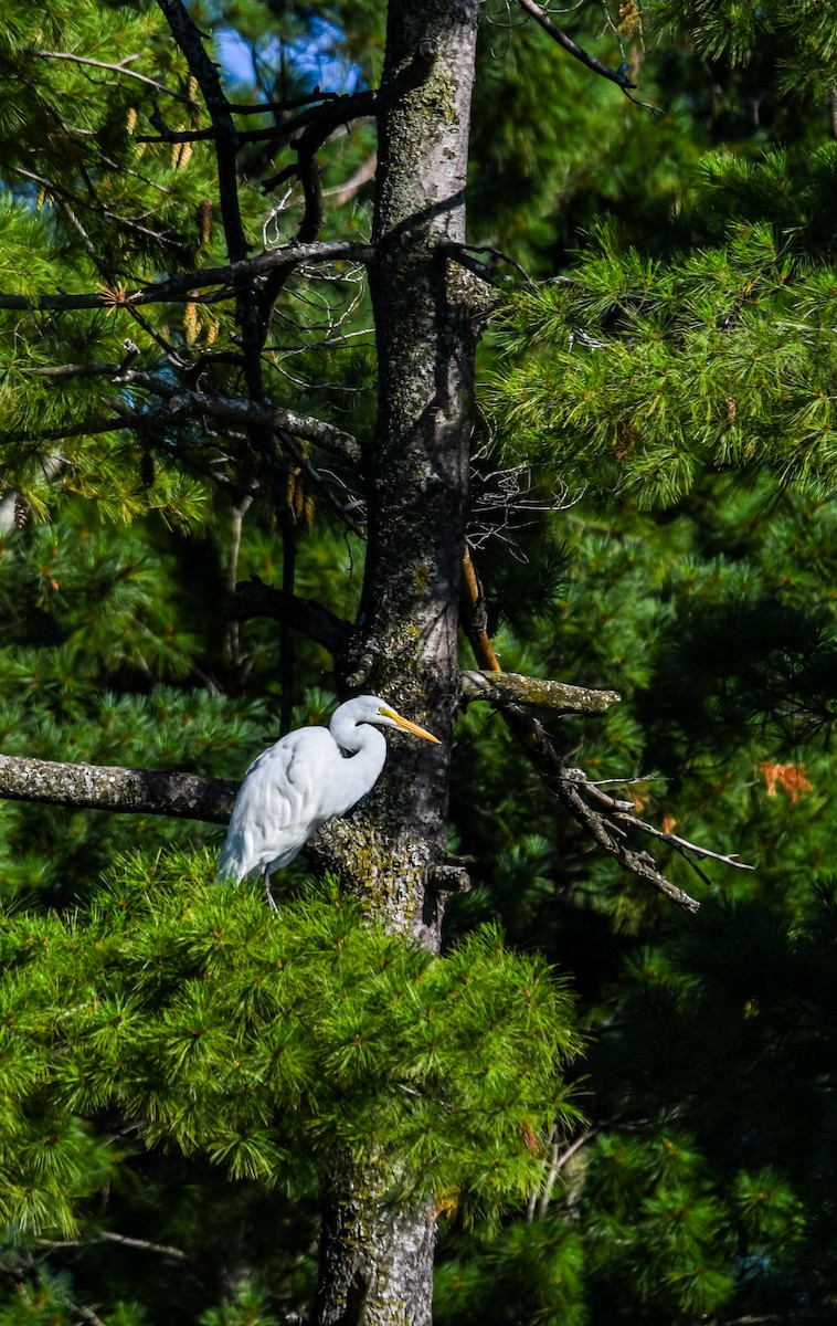 Great Egret - ML640632105