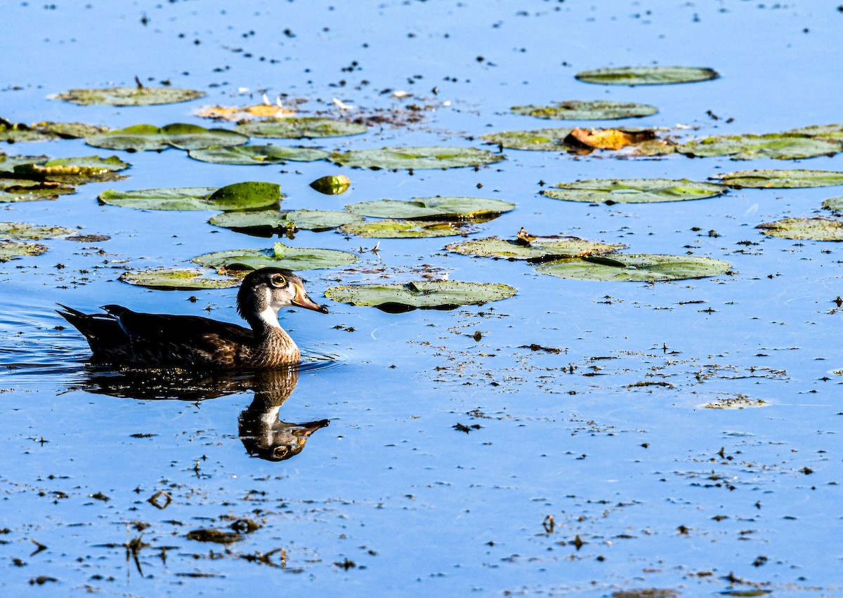 Wood Duck - ML640632119