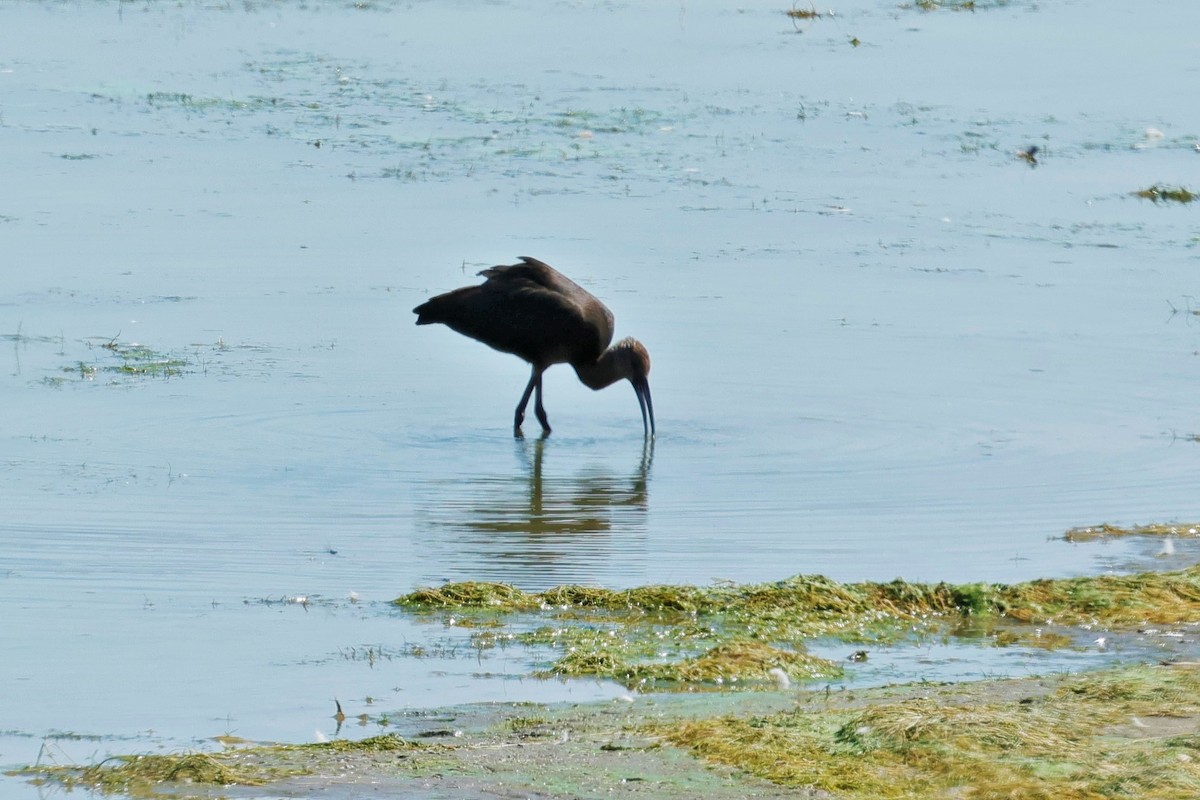 Ibis à face blanche - ML640632132
