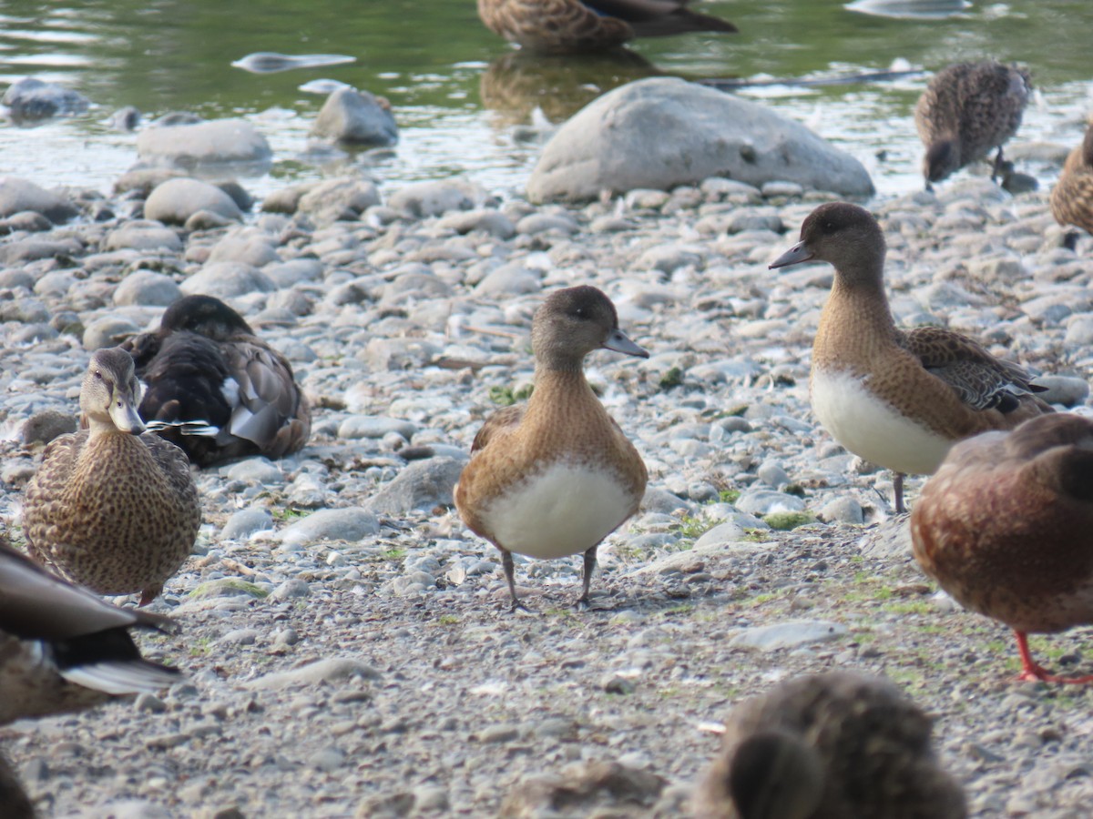 American Wigeon - ML640632184