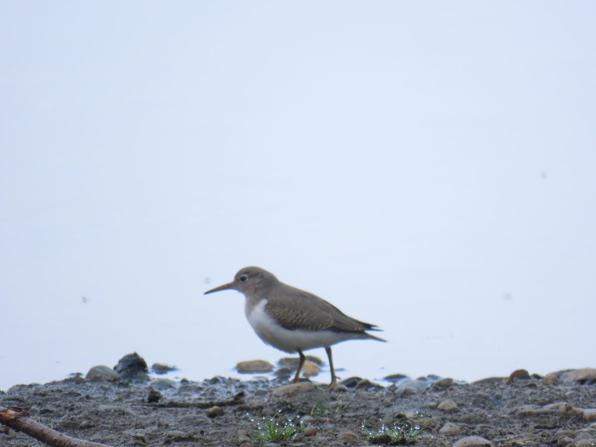 Spotted Sandpiper - ML640632195