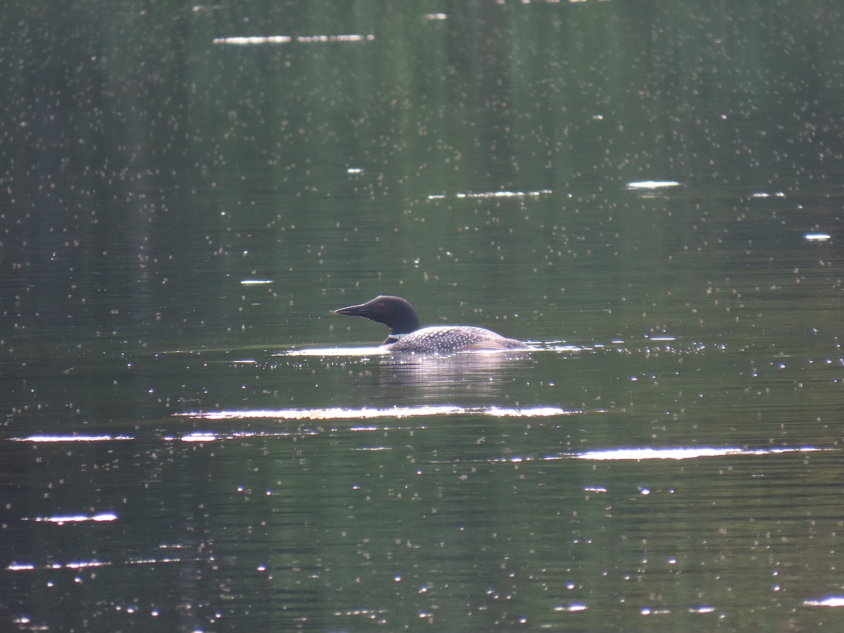 Common Loon - ML640632202