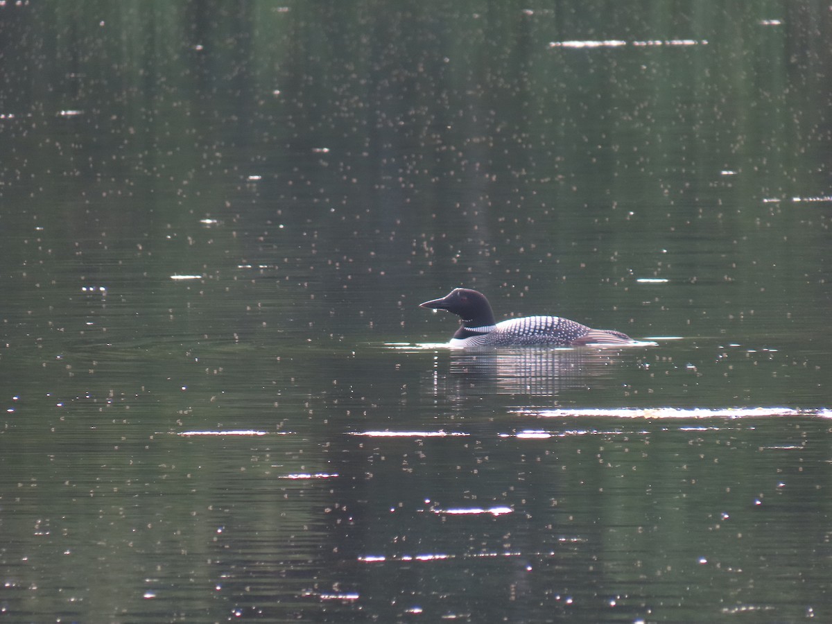 Common Loon - ML640632211