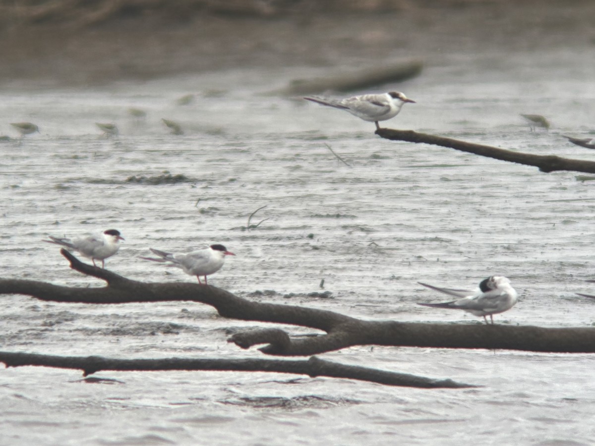 Common Tern - ML640632249