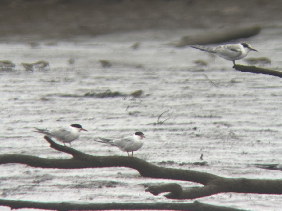 Common Tern - ML640632250