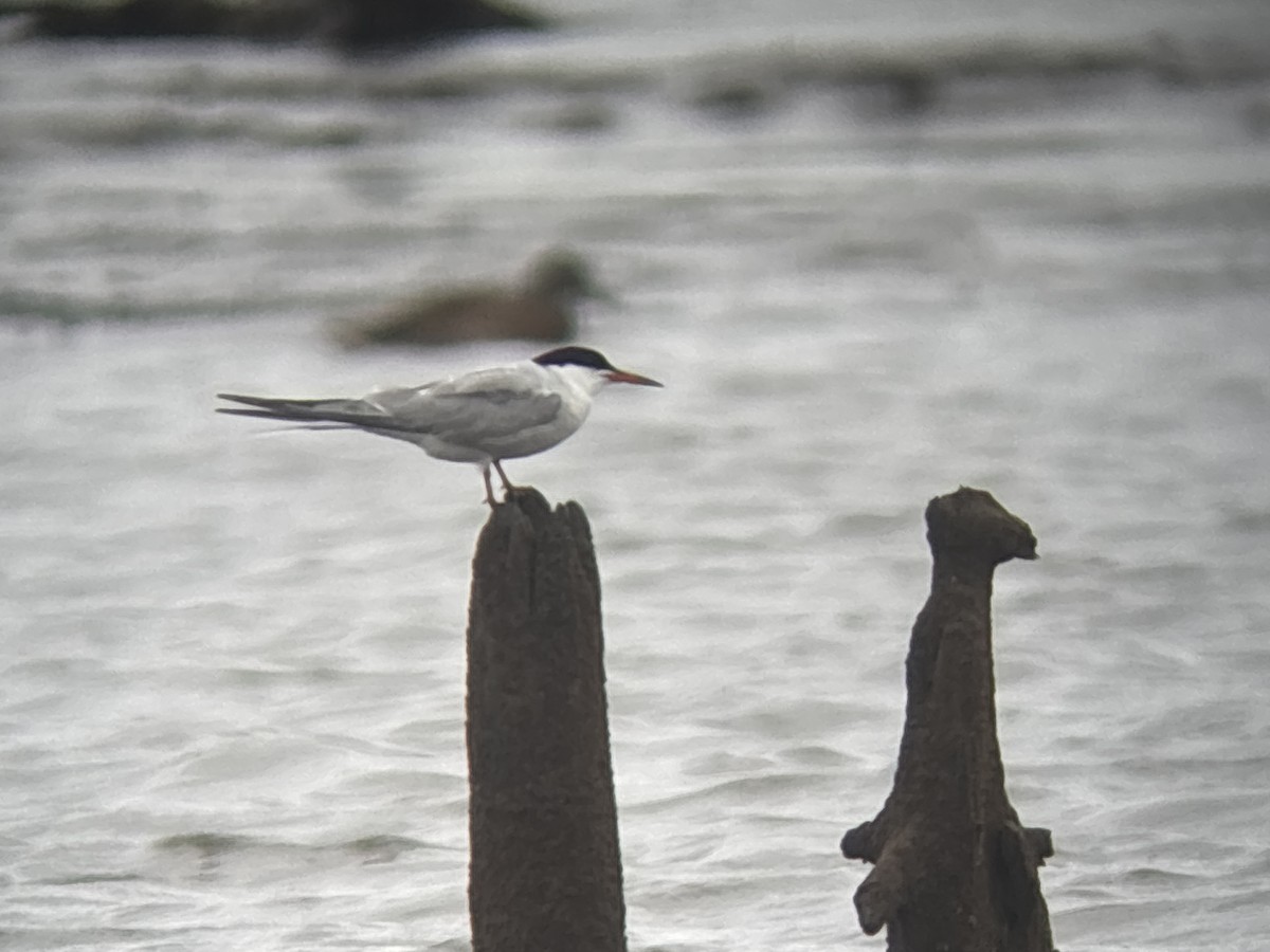 Common Tern - ML640632260