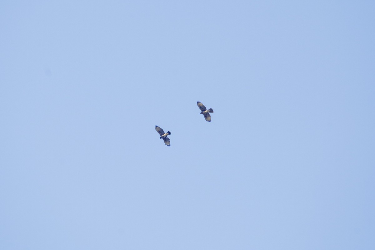 Harris's Hawk - ML640632265