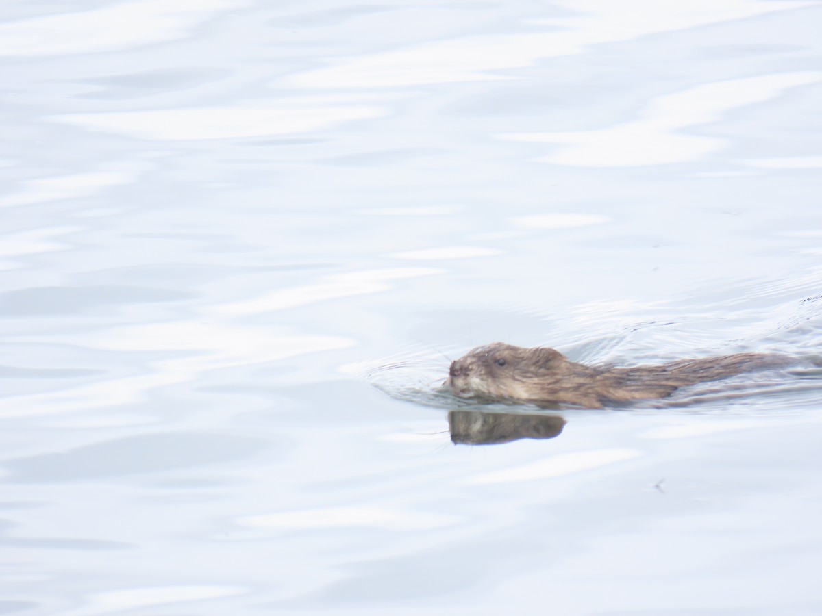 Muskrat - ML640632268