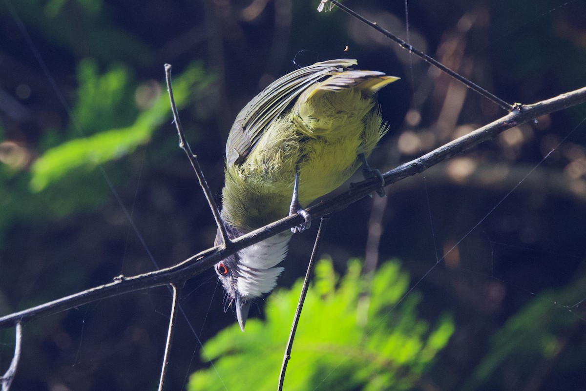 Red-tailed Greenbul - ML640632288