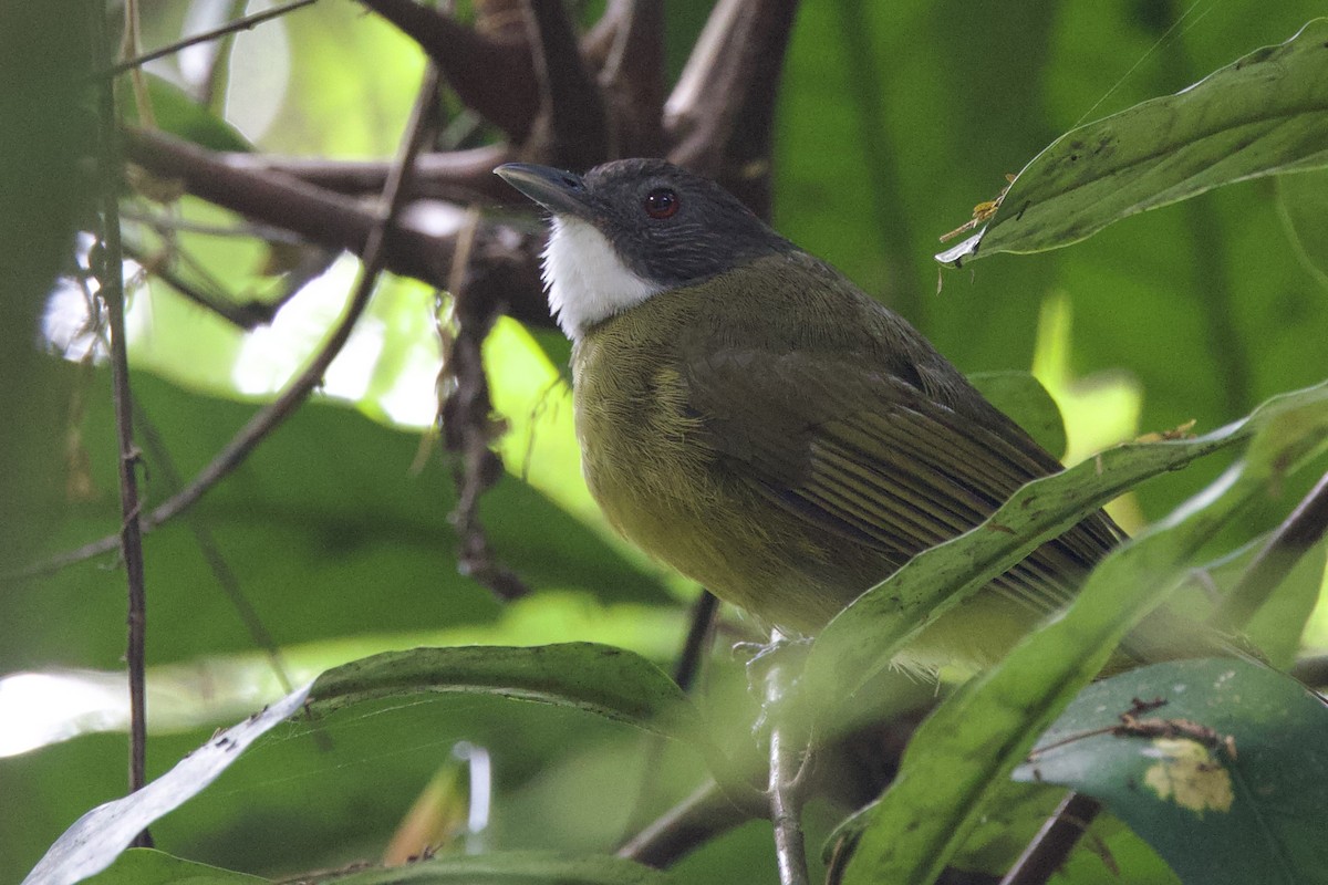 Red-tailed Greenbul - ML640632293