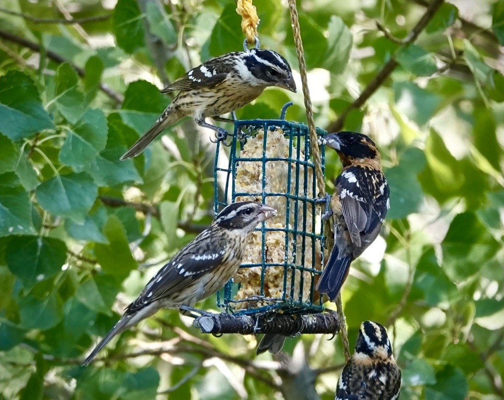 Rose-breasted Grosbeak - ML640632298