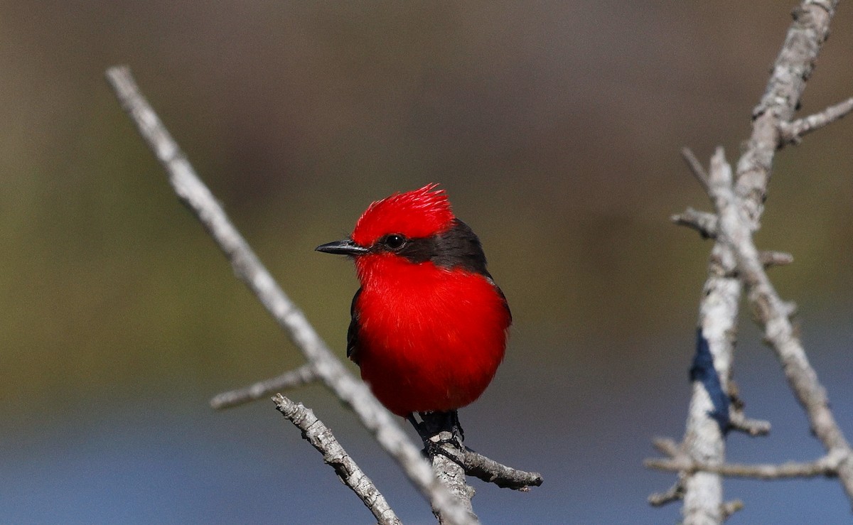 Vermilion Flycatcher - ML640632320