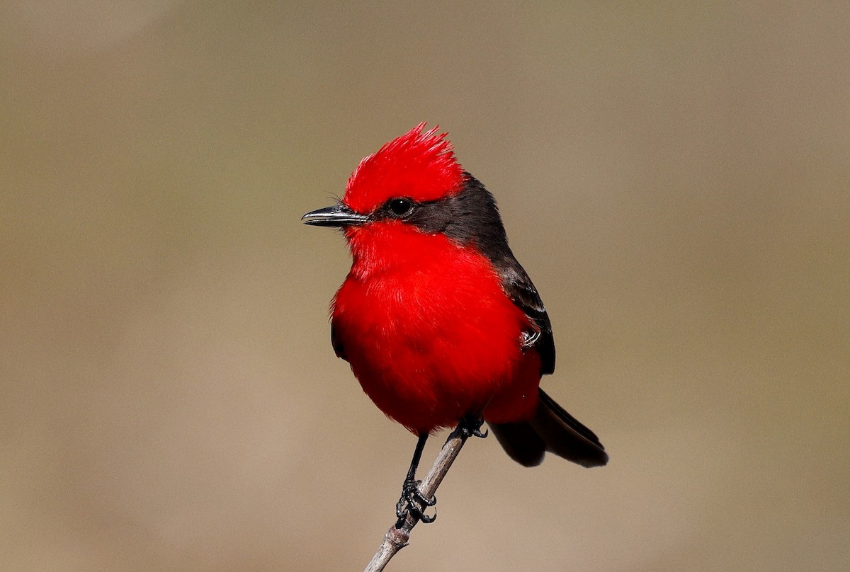 Vermilion Flycatcher - ML640632333