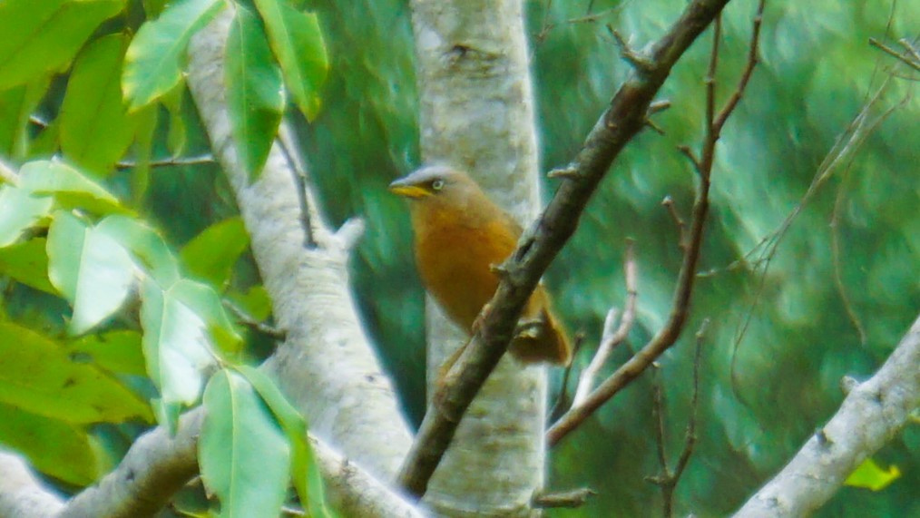 Rufous Babbler - ML640632336
