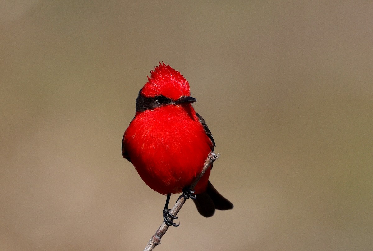 Vermilion Flycatcher - ML640632352