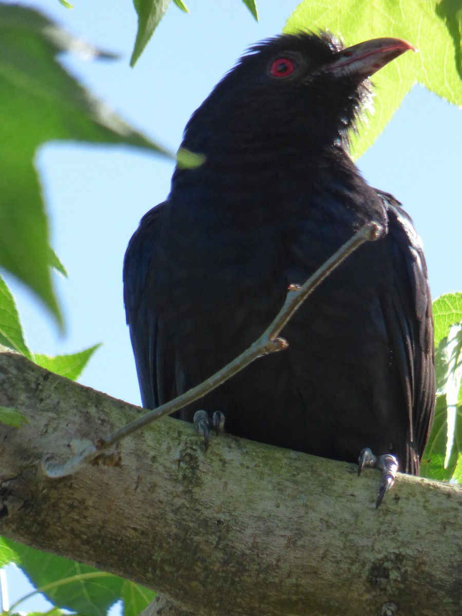 grånebbkoel - ML640632364