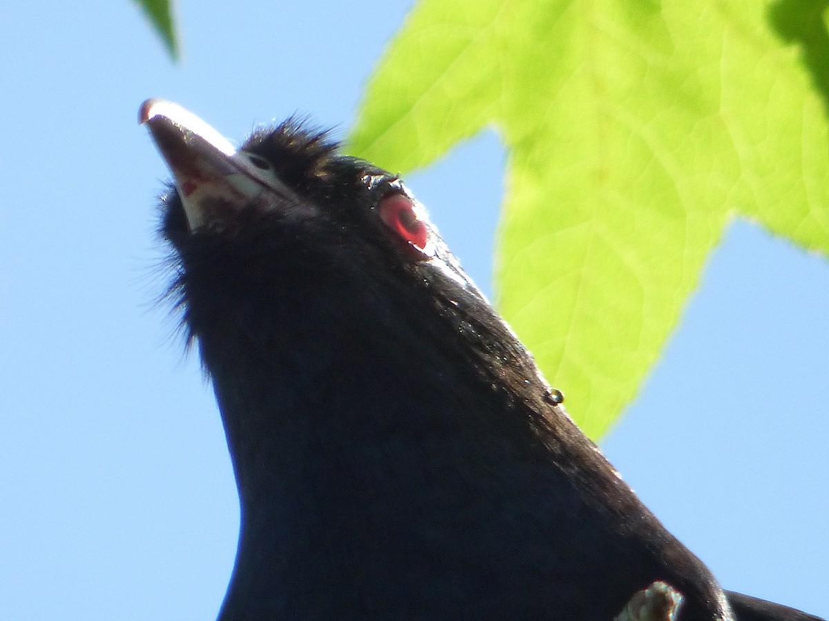 grånebbkoel - ML640632365