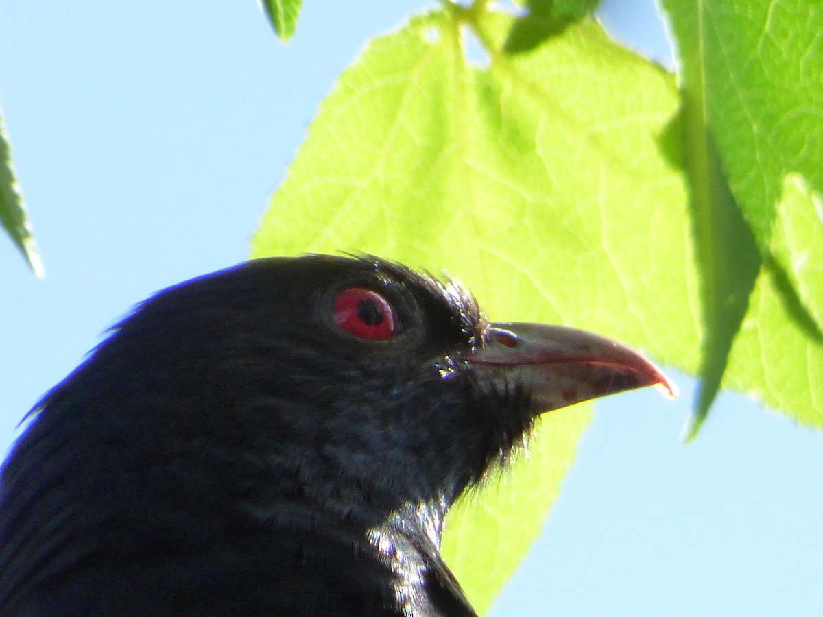 grånebbkoel - ML640632366