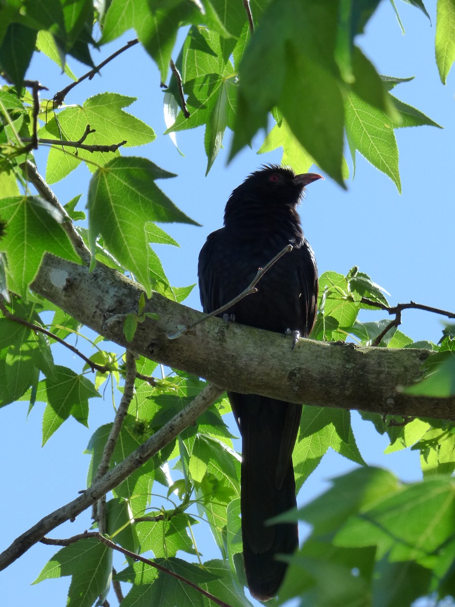 grånebbkoel - ML640632367