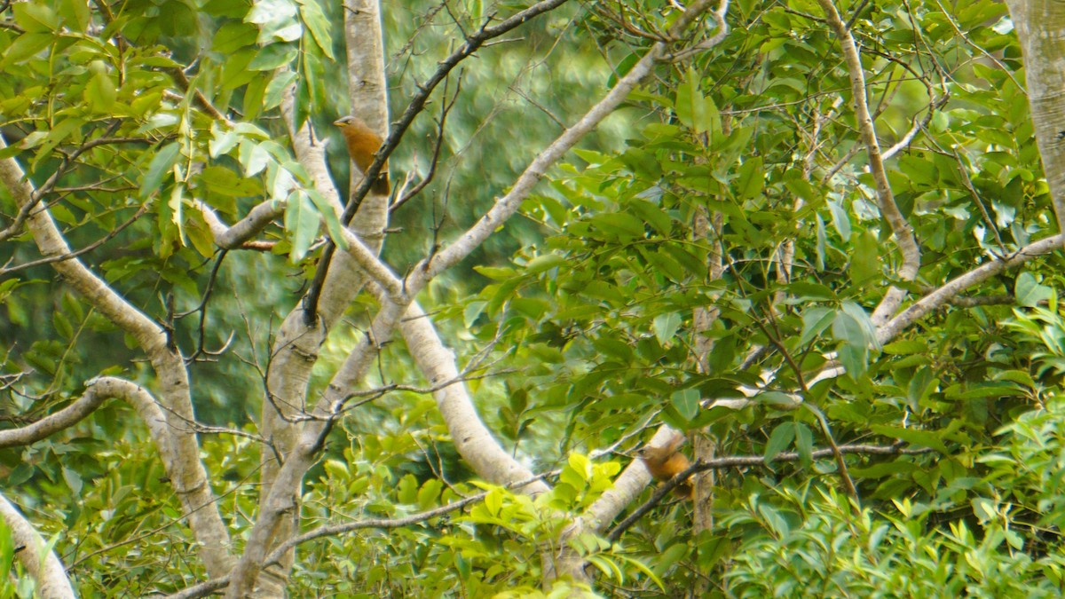Rufous Babbler - ML640632370