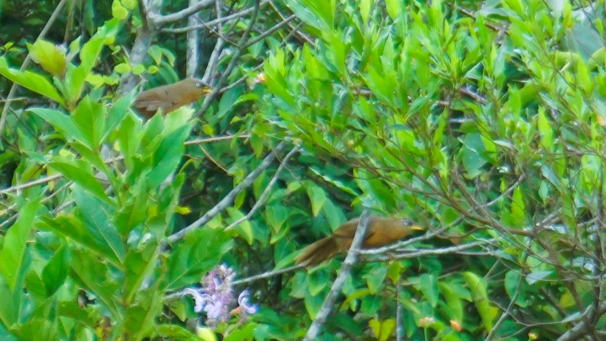 Rufous Babbler - ML640632419