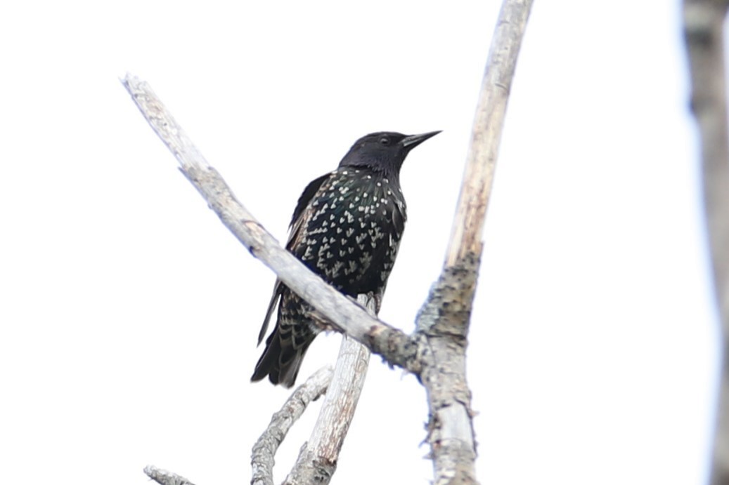 European Starling - ML640632423
