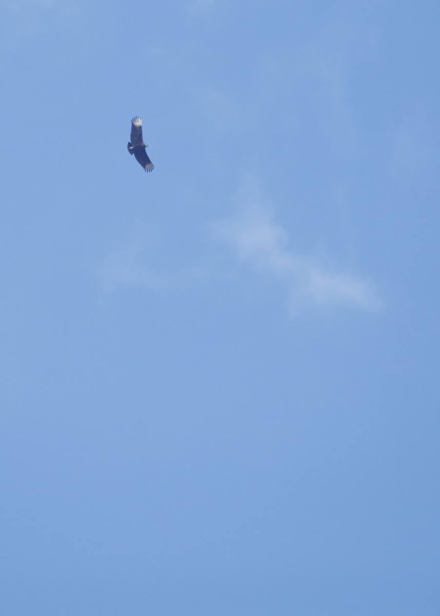 Black Vulture - ML640632445