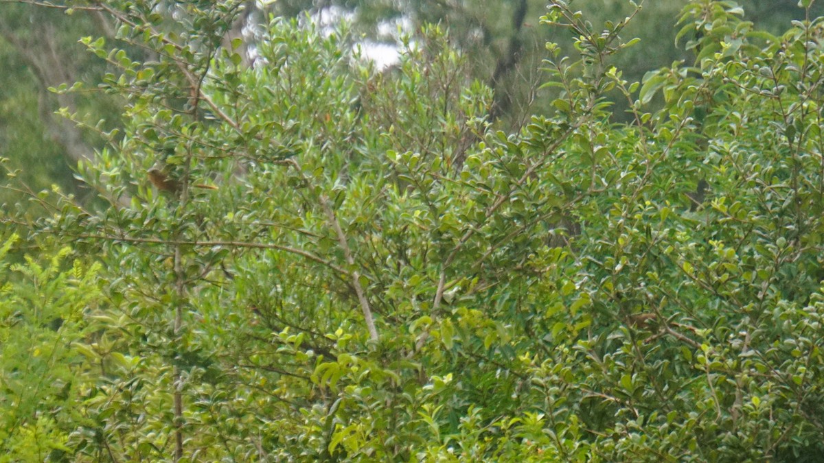 Rufous Babbler - ML640632447