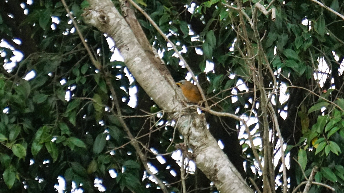 Rufous Babbler - ML640632487