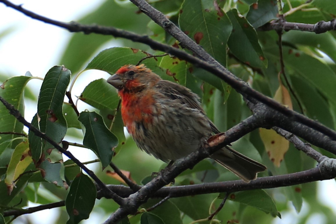 House Finch - ML640632500