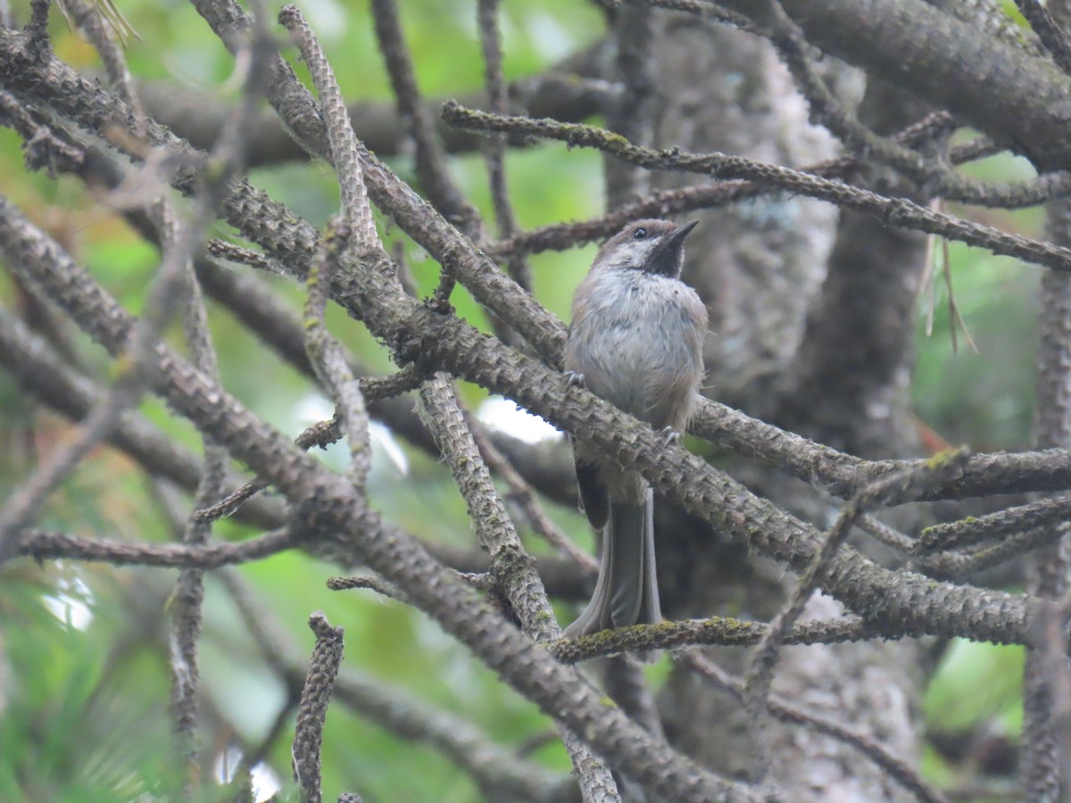 Boreal Chickadee - ML640632514