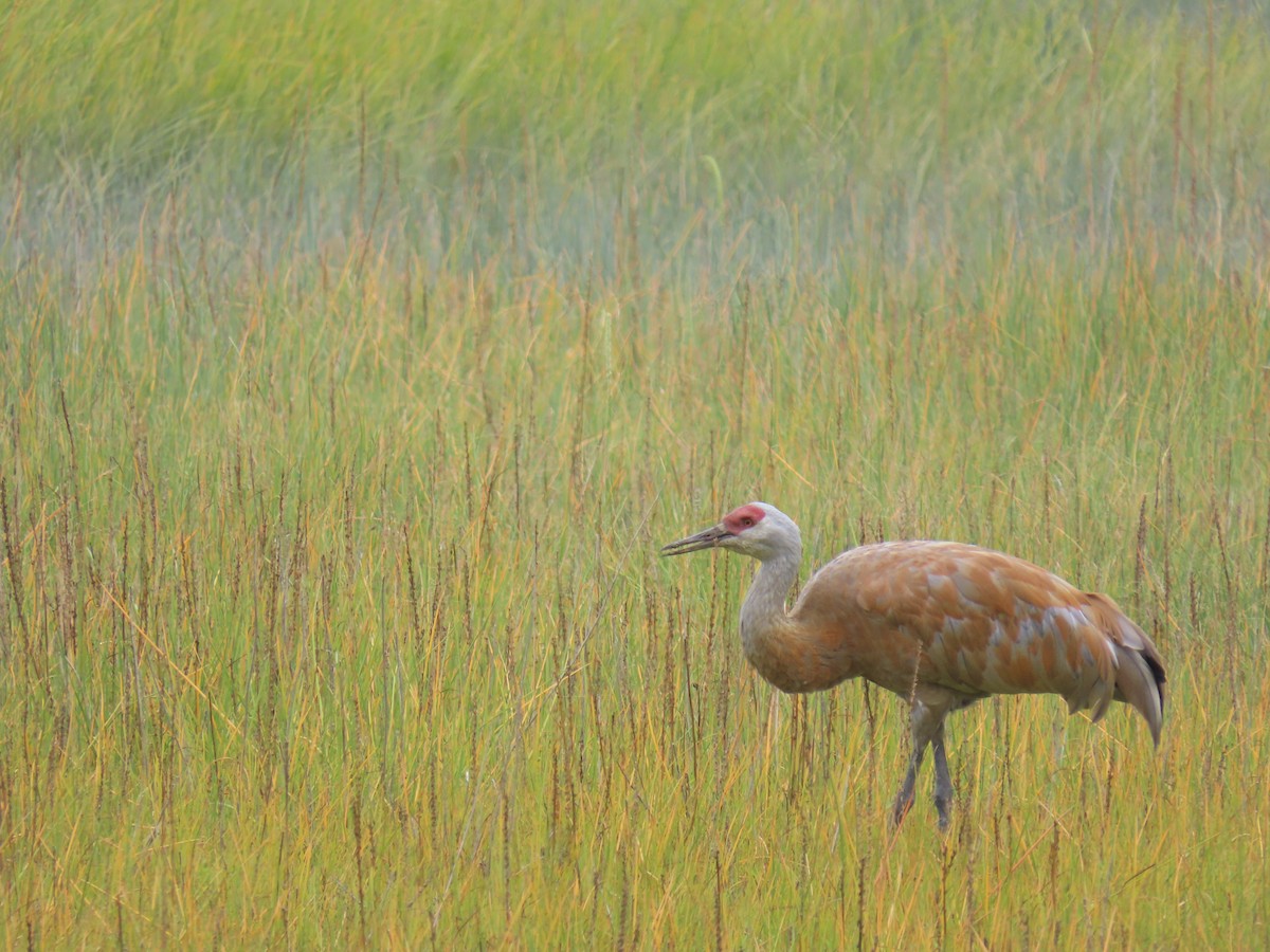 Sandhill Crane - ML640632552