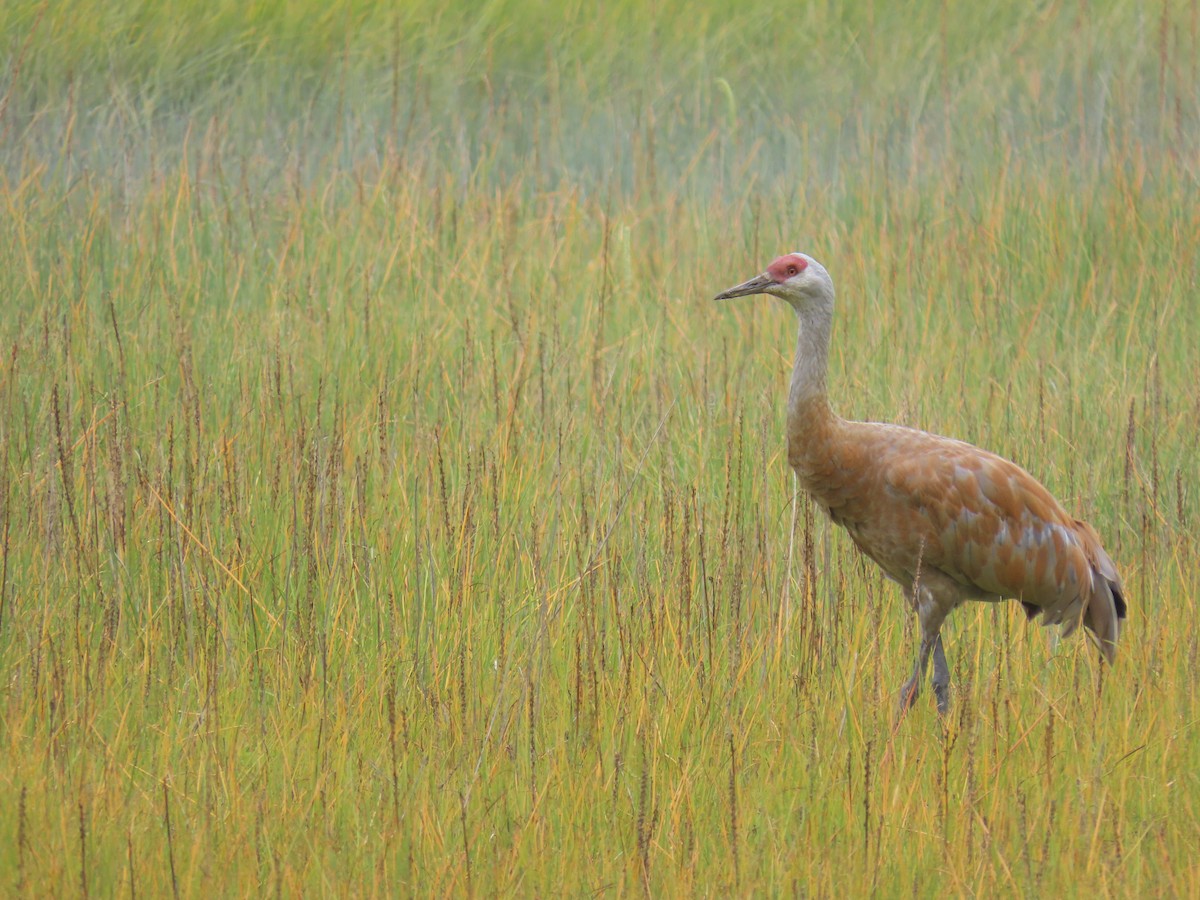 Sandhill Crane - ML640632567