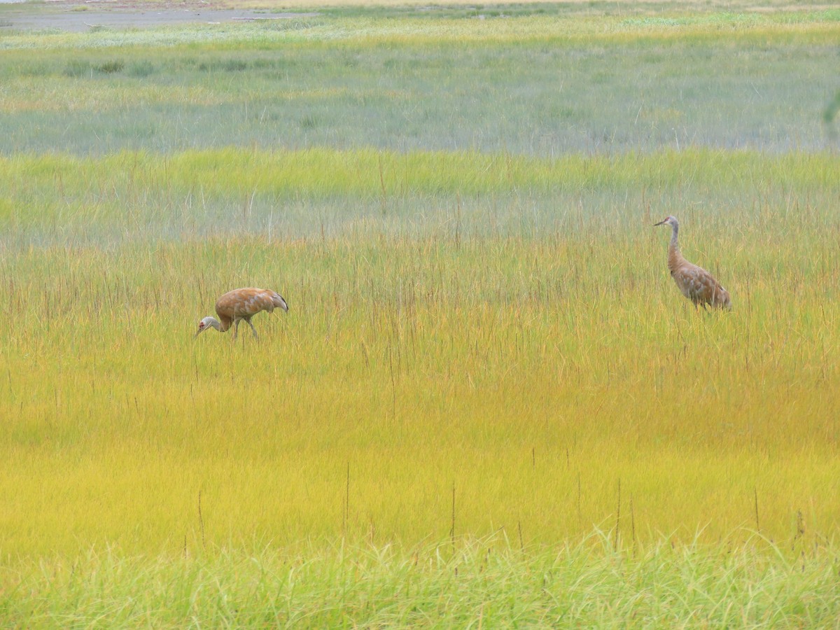 Sandhill Crane - ML640632575