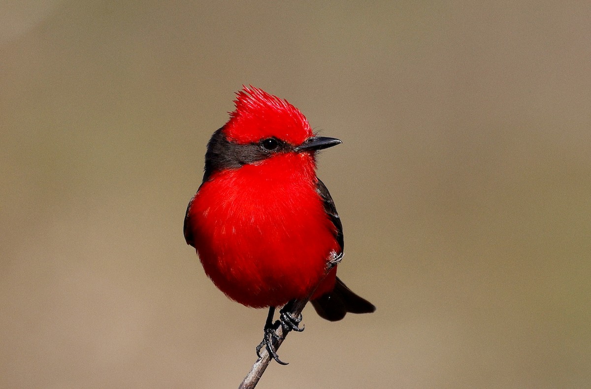 Vermilion Flycatcher - ML640632585