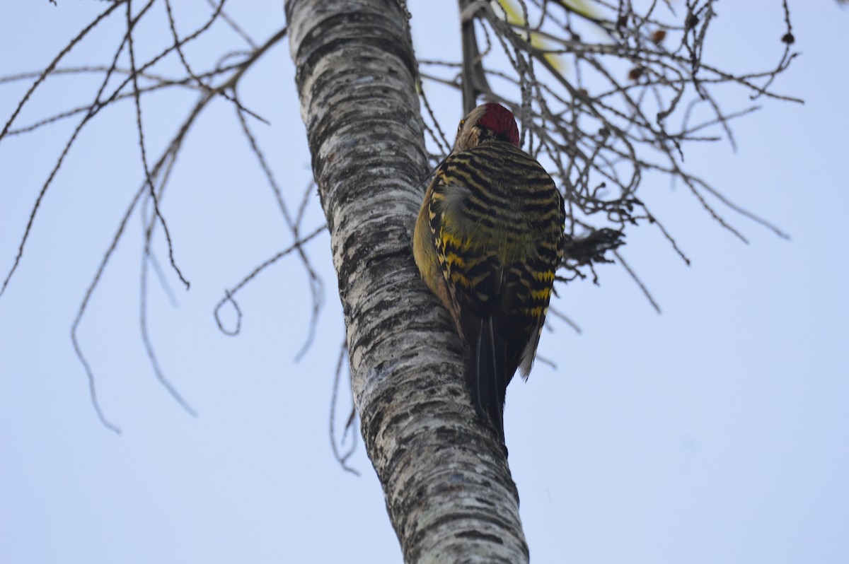 Hispaniolan Woodpecker - ML640632587