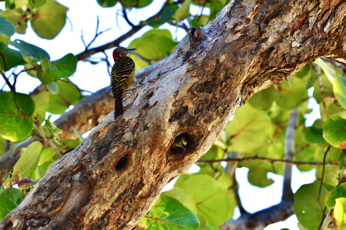 Hispaniolan Woodpecker - ML640632588
