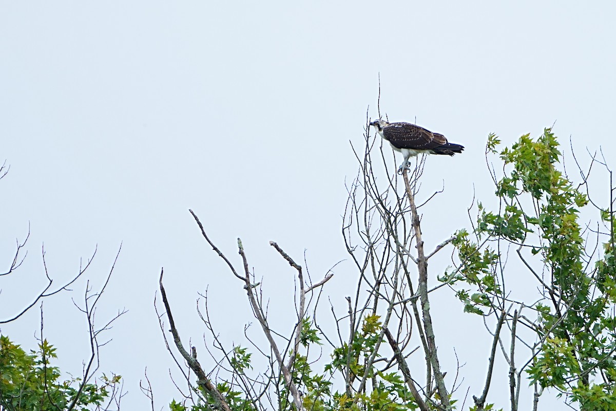 Osprey - ML640632589