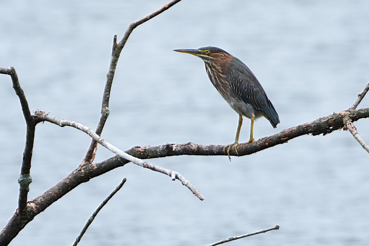 Green Heron - ML640632598