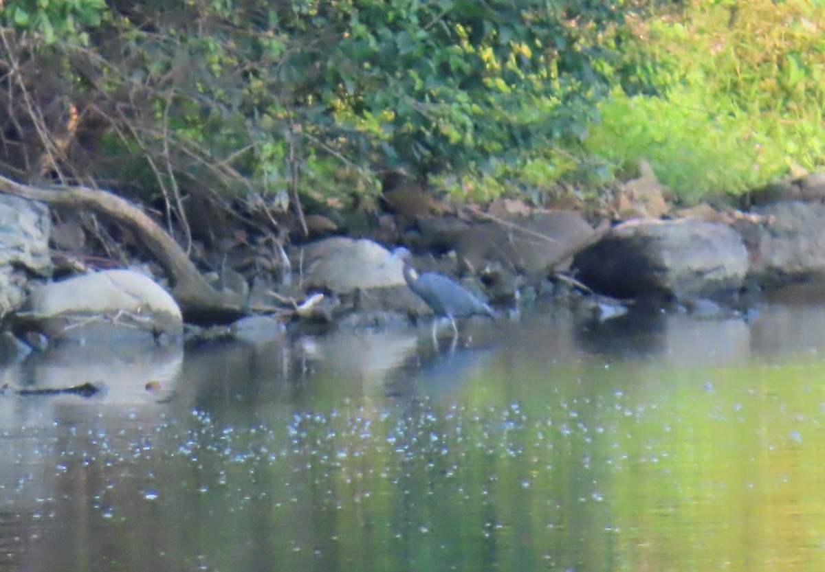 Little Blue Heron - ML640632601