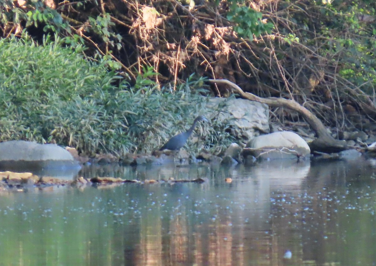 Little Blue Heron - ML640632602