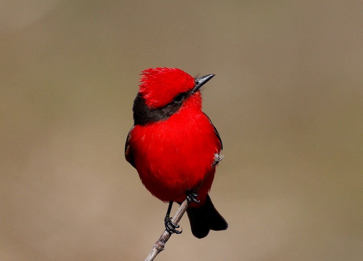Vermilion Flycatcher - ML640632630