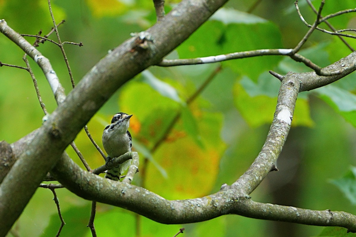 Downy Woodpecker - ML640632686