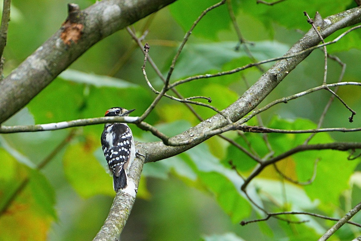 Downy Woodpecker - ML640632687